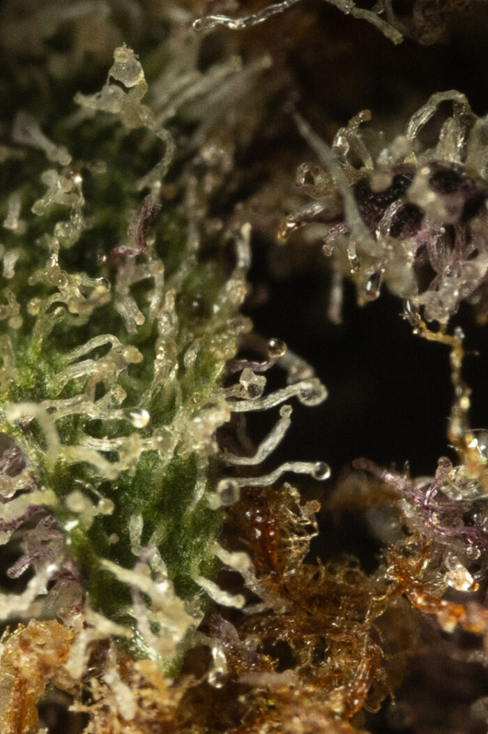Amethyst - Image 3