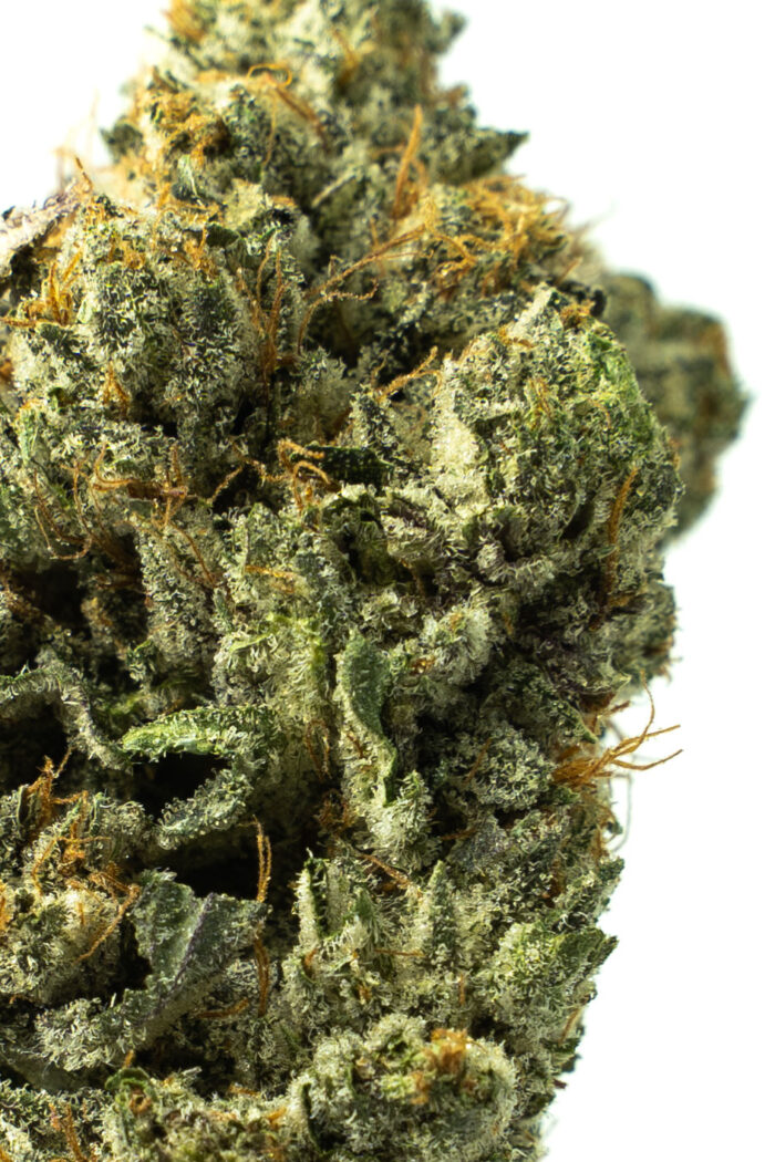 Bubba Kings - El Jefe - Image 2