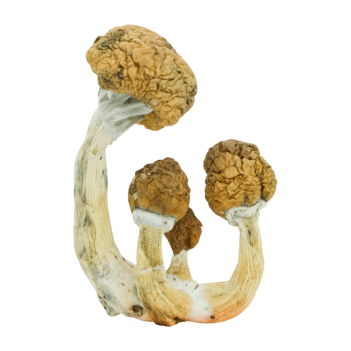 B+ - Magic Mushrooms