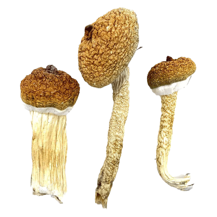 Mix Strain - Magic Mushrooms