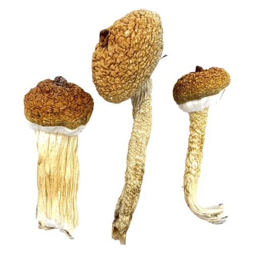 Blue Meanies - Magic Mushrooms