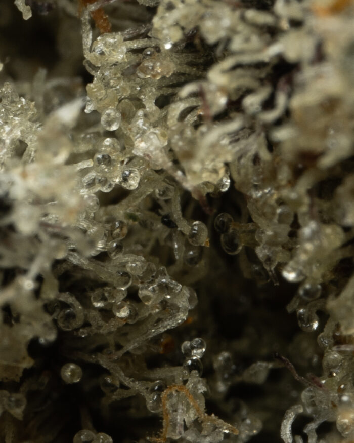 Grease Monkey - Image 6