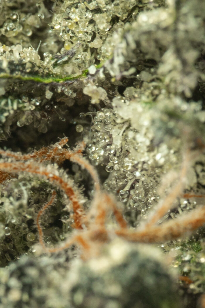 Girl Scout Cookies - Image 3