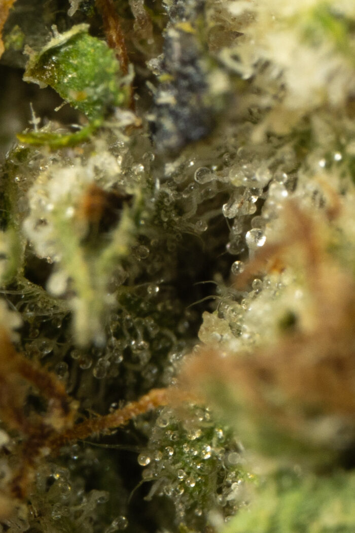 Bubba Kings - Flight 23 - Image 5