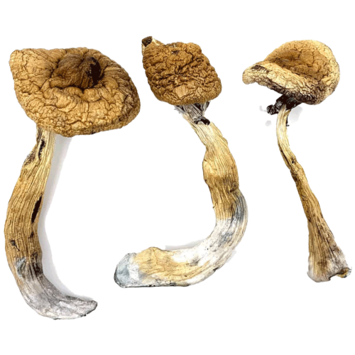 Golden Teachers - Magic Mushrooms