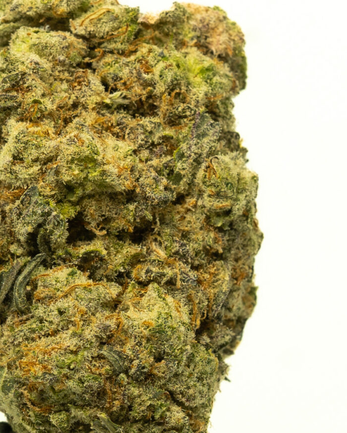 Grease Monkey - Image 13