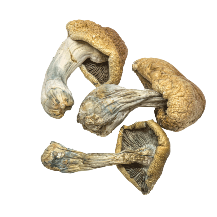 OG Penis Envy - Magic Mushrooms - Image 4