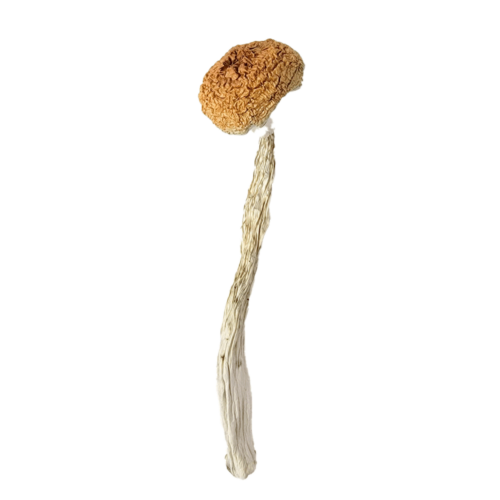 Treasure Coast - Magic Mushrooms