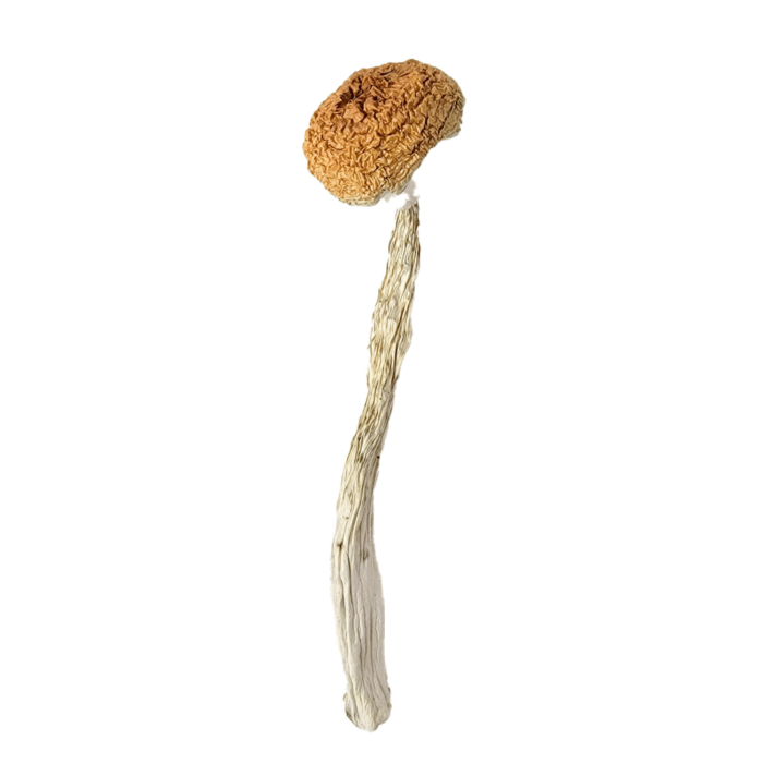 Treasure Coast - Magic Mushrooms