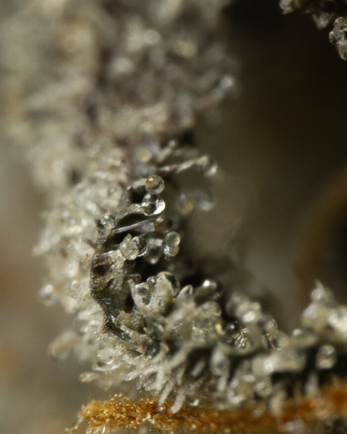 Grease Monkey - Image 24