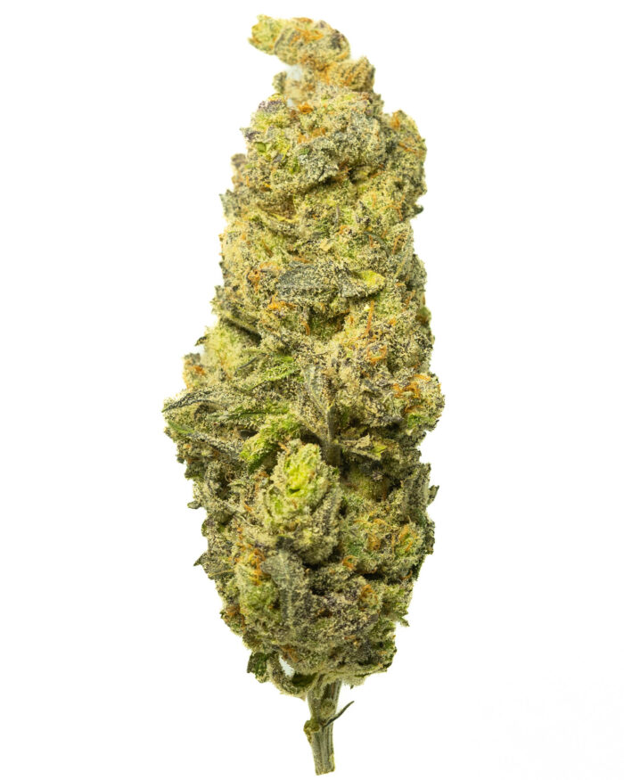 Grease Monkey - Image 29