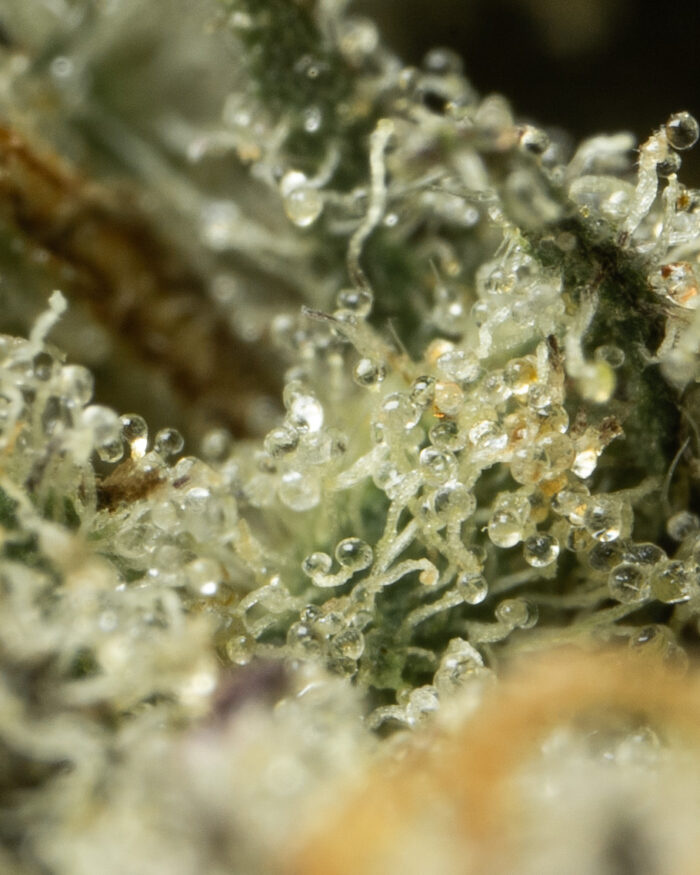 Grease Monkey - Image 30