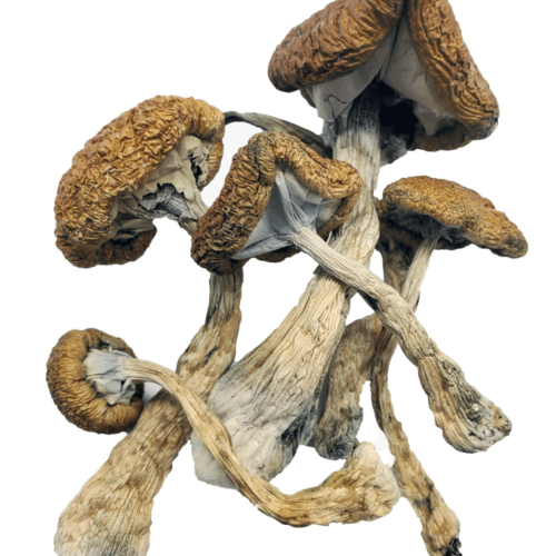 Cambodian Cubensis - Magic Mushrooms