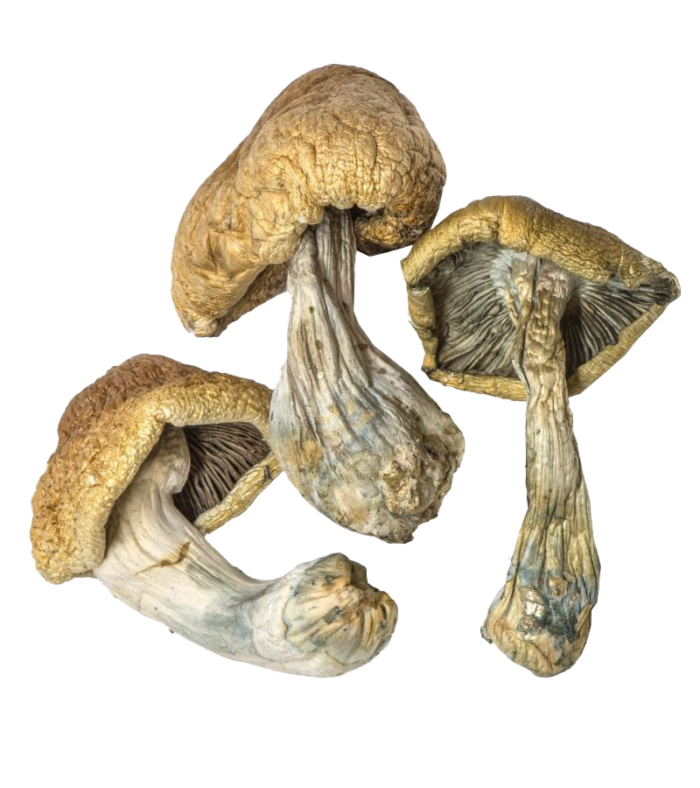 Cambodian Cubensis - Magic Mushrooms - Image 2