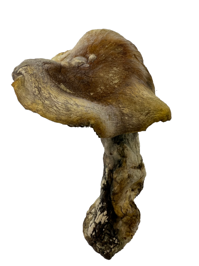 OG Penis Envy - Magic Mushrooms - Image 3